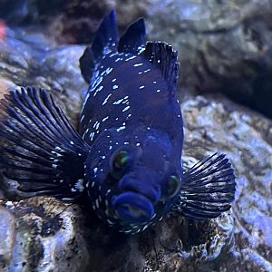 Painted Greenling (Oxylebius pictus)