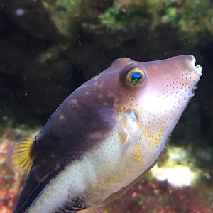 Caribbean Sharp-Nosed Puffer (Canthigaster rostrata)