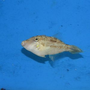 Hair-finned filefish (Paramonacanthus oblongus)