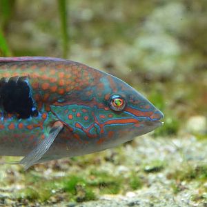 Multicolorfin rainbowfish (Parajulis poecilepterus) male
