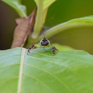 Green Jumping Spider