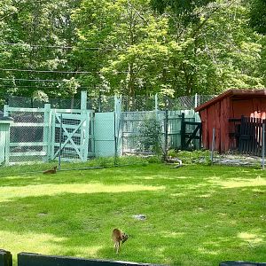 Muntjac Exhibit