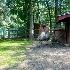 Emu Exhibit