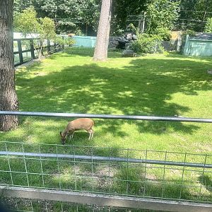 Muntjac