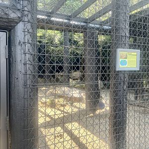 Serval Exhibit