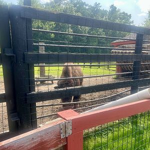 Bison Exhibit