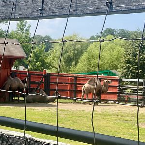Bactrian Camel Exhibit