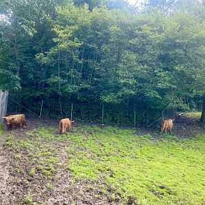 Domestic (Highland) Cattle Exhibit