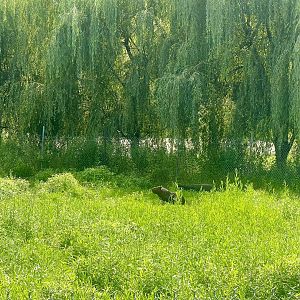 Capybara and Baird’s Tapir