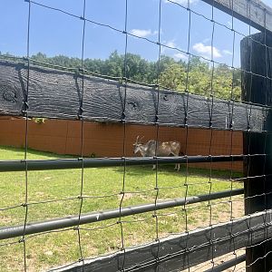 Common Eland Exhibit