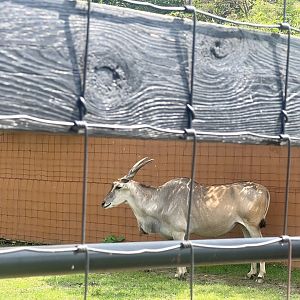 Common Eland