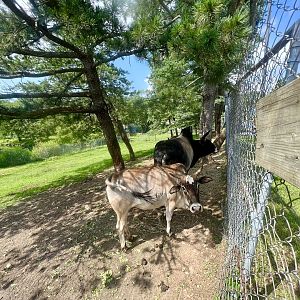 Domestic (Zebu or Brahma?) Cattle