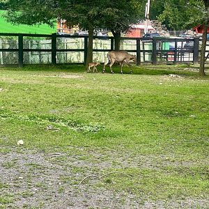 Nilgai Exhibit