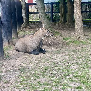 Nilgai