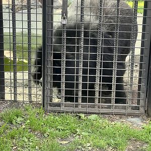 Asiatic Black Bear - to the right
