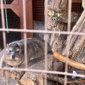 Rock Hyrax