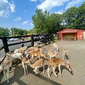 Fallow and Sika Deer