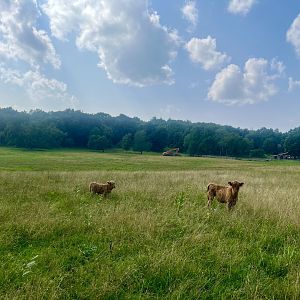 Highland Cattle - Massachusetts