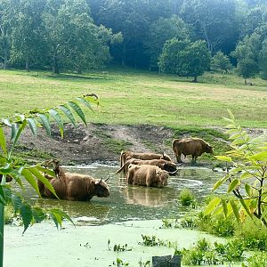 Highland Cattle - Massachusetts