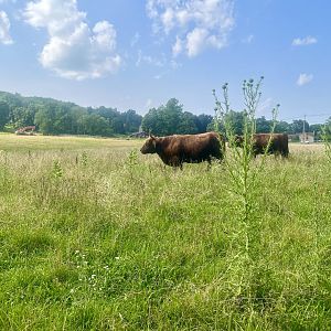 Highland Cattle - Massachusetts