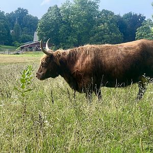 Highland Cattle - Massachusetts
