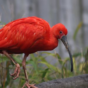 Scarlet Ibis