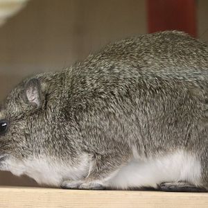 Yellow-spotted Rock Hyrax