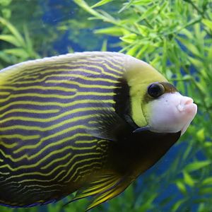 Emperor Angelfish