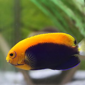 Flameback Angelfish