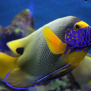 Blueface Angelfish