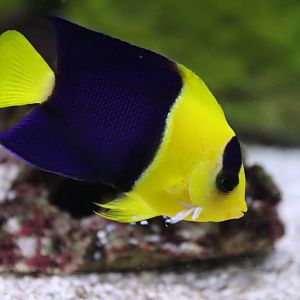 Bicolour Angelfish