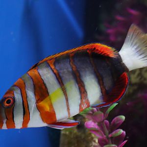 Harlequin Tuskfish