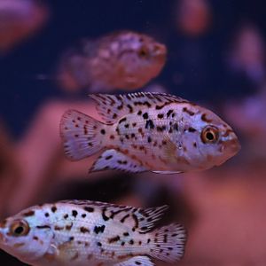 Jack Dempsey Cichlid