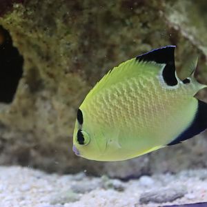 Goldflake Angelfish
