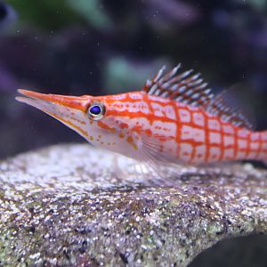 Longnose Hawkfish