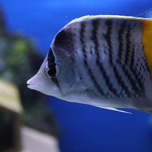 Atoll Butterflyfish