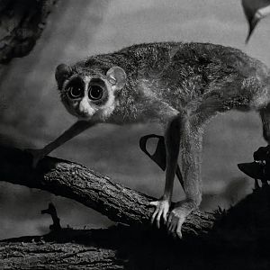 Northern dry zone slender loris (Loris lydekkerianus nordicus)