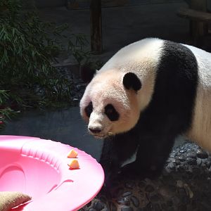 Giant panda (Ailuropoda melanoleuca)