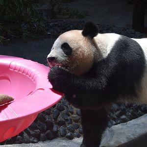 Giant panda (Ailuropoda melanoleuca)