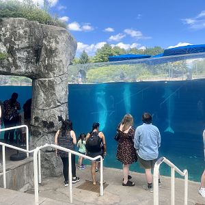 Beluga Whale Viewing