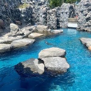Seal and Fur Seal Exhibit