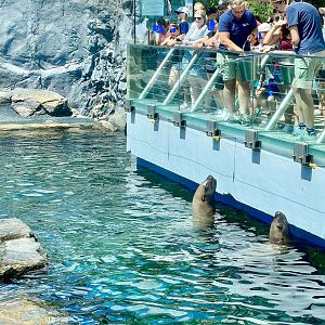 Steller Sea Lions