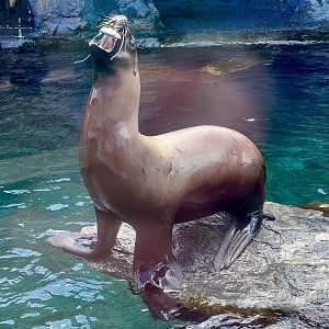 Steller Sea Lion