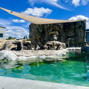 African Penguin Exhibit