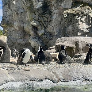 African Penguins