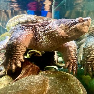 Snapping Turtle