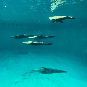 California Sea Lions