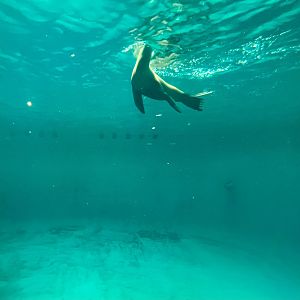 California Sea Lion