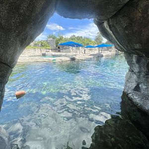 Beluga Exhibit Viewing Area