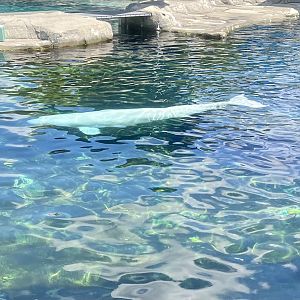 Beluga
